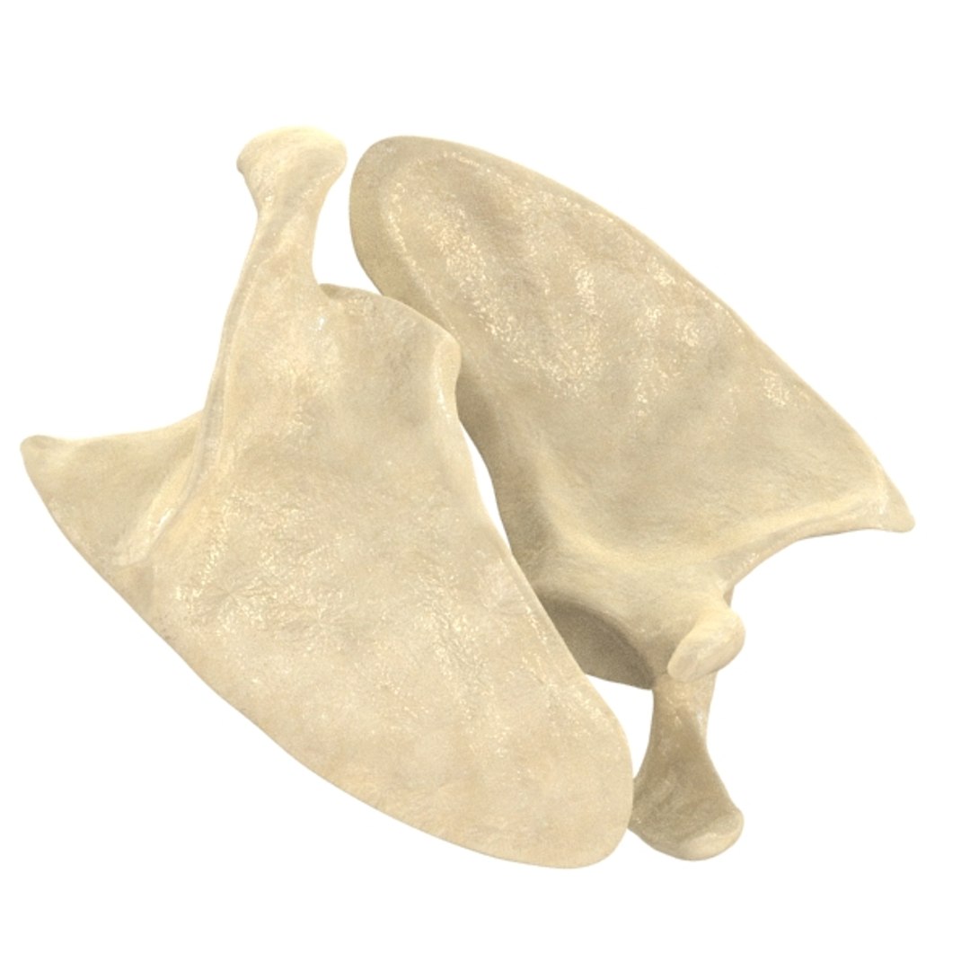 scapula bone 3d max https://p.turbosquid.com/ts-thumb/X0/YAH5QJ/x5wdhZpS/r5/jpg/1324144651/1920x1080/fit_q87/d5f8cb056a74c27d9010f92ce83d92810e57bf48/r5.jpg