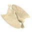 Scapula Bone