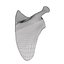 Scapula Bone