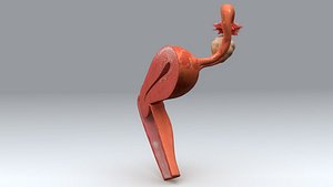 Uterus Anatomy