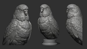 3D Budgerigar bust