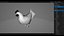 chicken rigged animations 3D