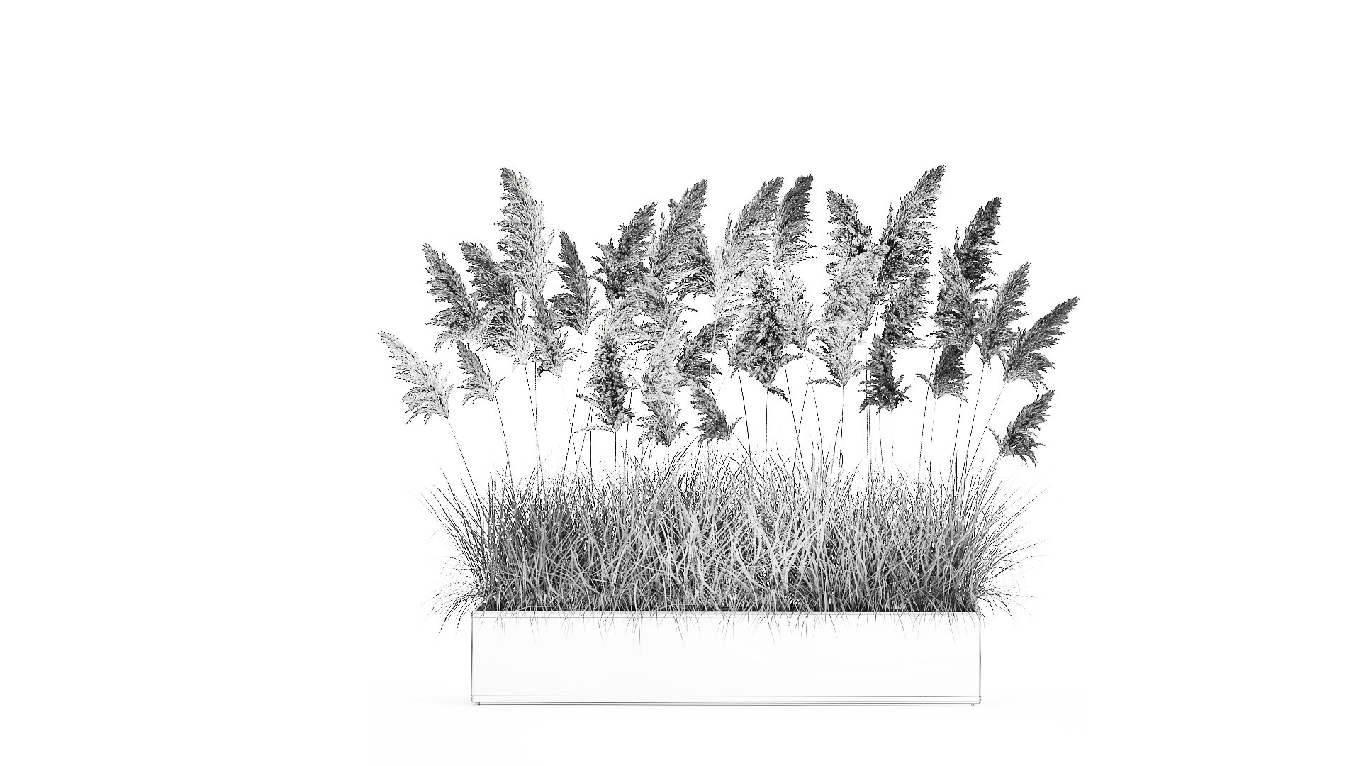 3D Pampas grass for landscaping 1070 model https://p.turbosquid.com/ts-thumb/X0/l2STot/0f/1pampasgrass1511202109/jpg/1637072639/1920x1080/fit_q87/05583003295bd9332970715b3162f28c9827eeed/1pampasgrass1511202109.jpg