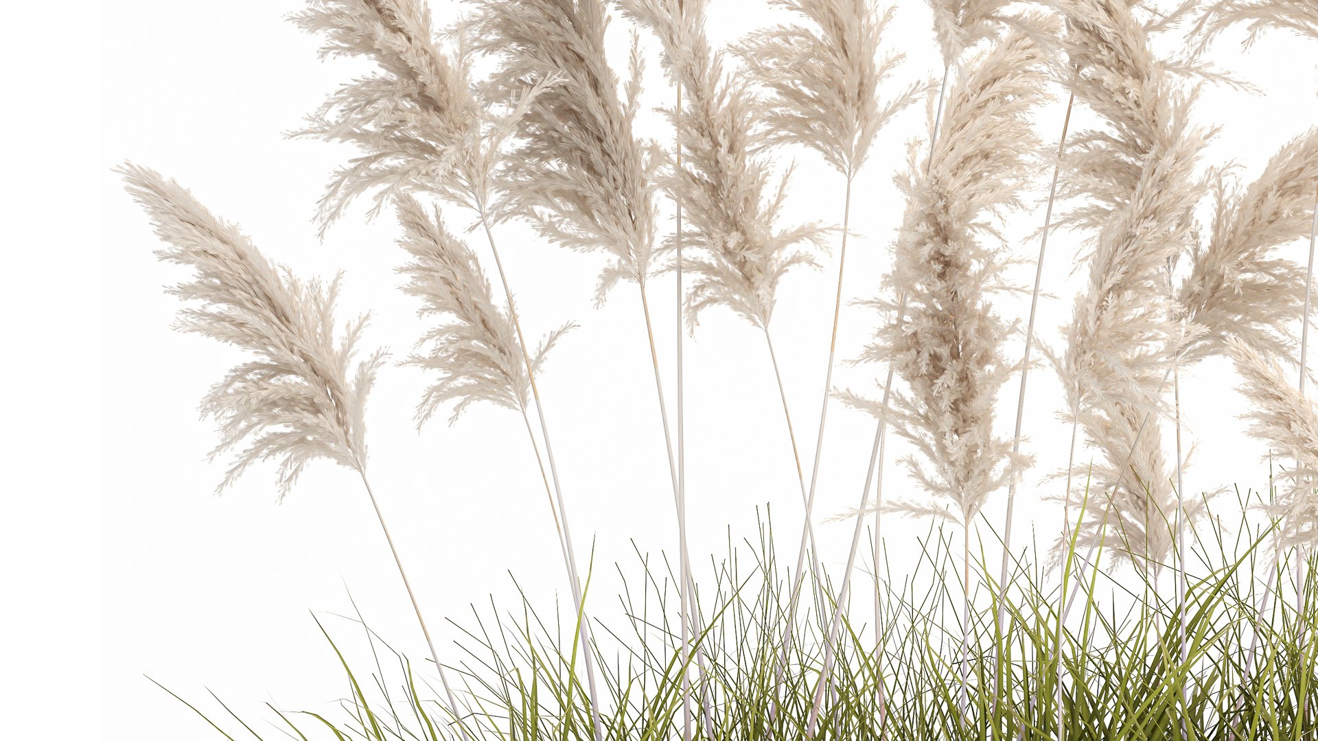 3D Pampas grass for landscaping 1070 model https://p.turbosquid.com/ts-thumb/X0/l2STot/F9/1pampasgrass1511202106/jpg/1637072640/1920x1080/fit_q87/c9ed46793247723a61d44d7f5dd8d8f3eeef2568/1pampasgrass1511202106.jpg