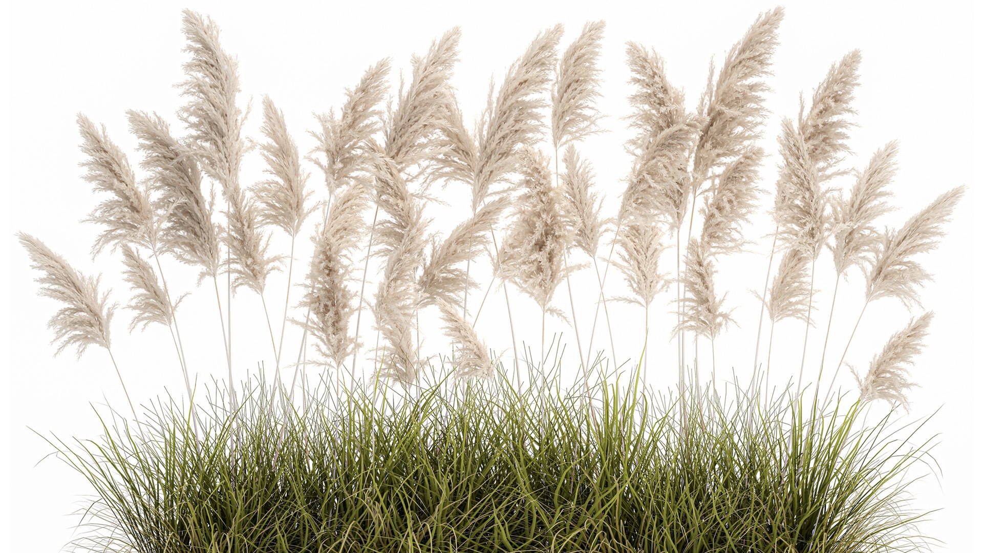3D Pampas grass for landscaping 1070 model https://p.turbosquid.com/ts-thumb/X0/l2STot/Ld/1pampasgrass1511202103/jpg/1637072643/1920x1080/fit_q87/fc11574b8344c778278fcb0b35a3f12dfba947bc/1pampasgrass1511202103.jpg