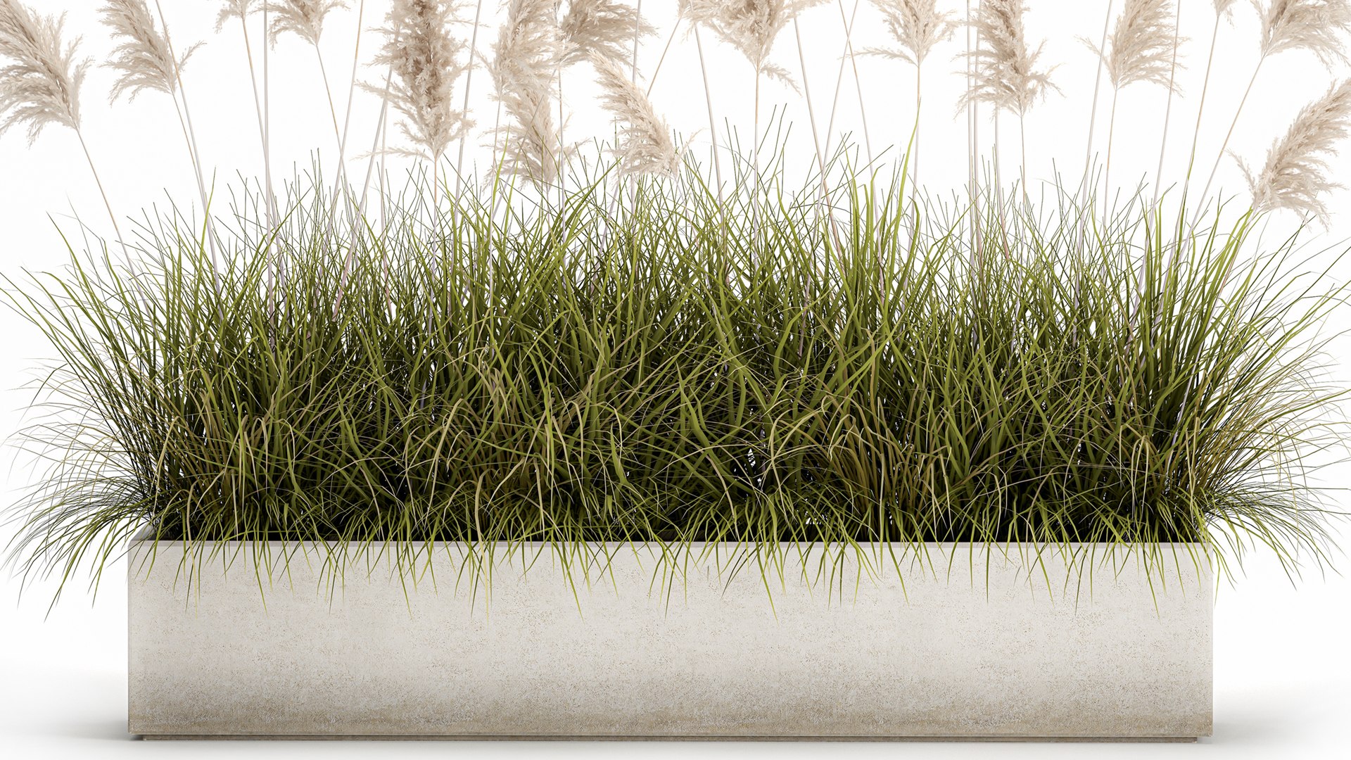 3D Pampas grass for landscaping 1070 model https://p.turbosquid.com/ts-thumb/X0/l2STot/Tp/1pampasgrass1511202104/jpg/1637072645/1920x1080/fit_q87/77bb6bab307d65d9f4279007abd06501095f0858/1pampasgrass1511202104.jpg