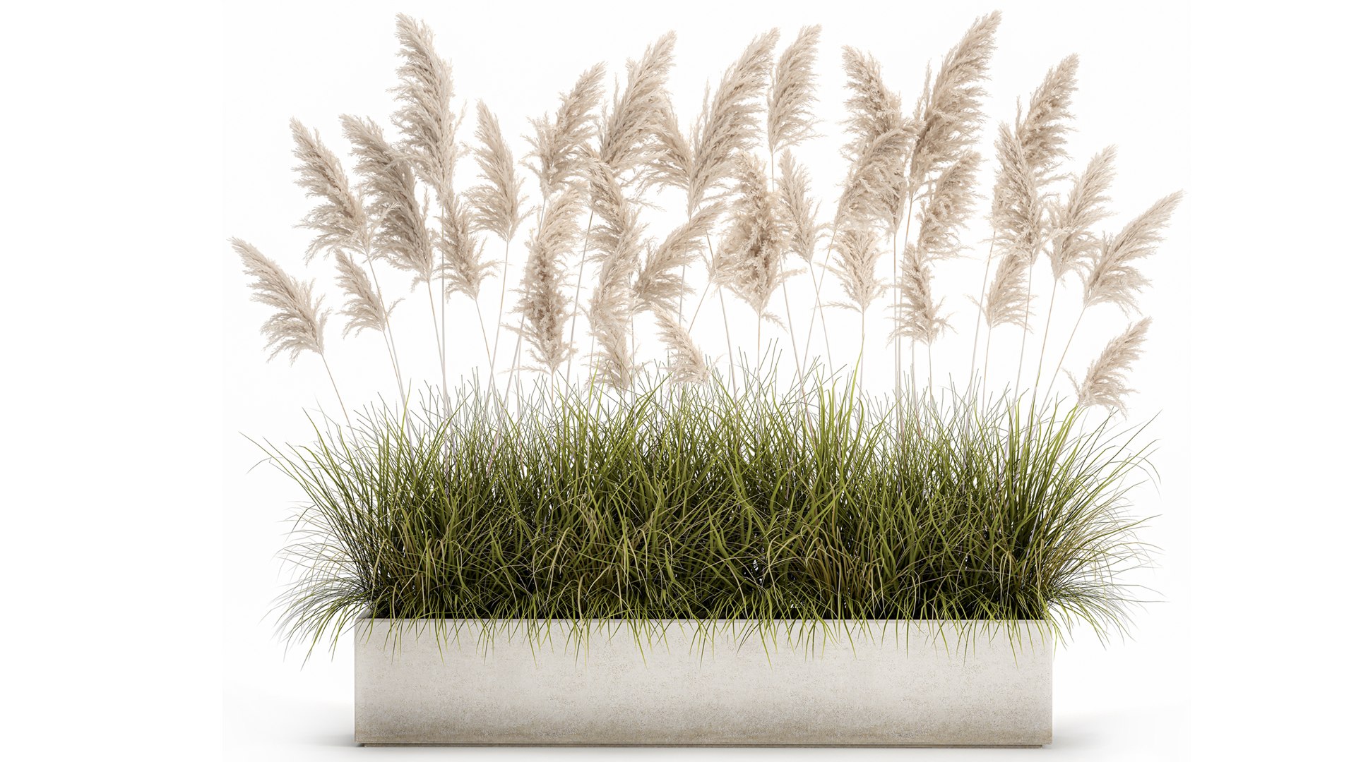 3D Pampas grass for landscaping 1070 model https://p.turbosquid.com/ts-thumb/X0/l2STot/XI/1pampasgrass1511202102/jpg/1637072640/1920x1080/fit_q87/43ade7ad0f586640fafa969e030f9fed80647860/1pampasgrass1511202102.jpg