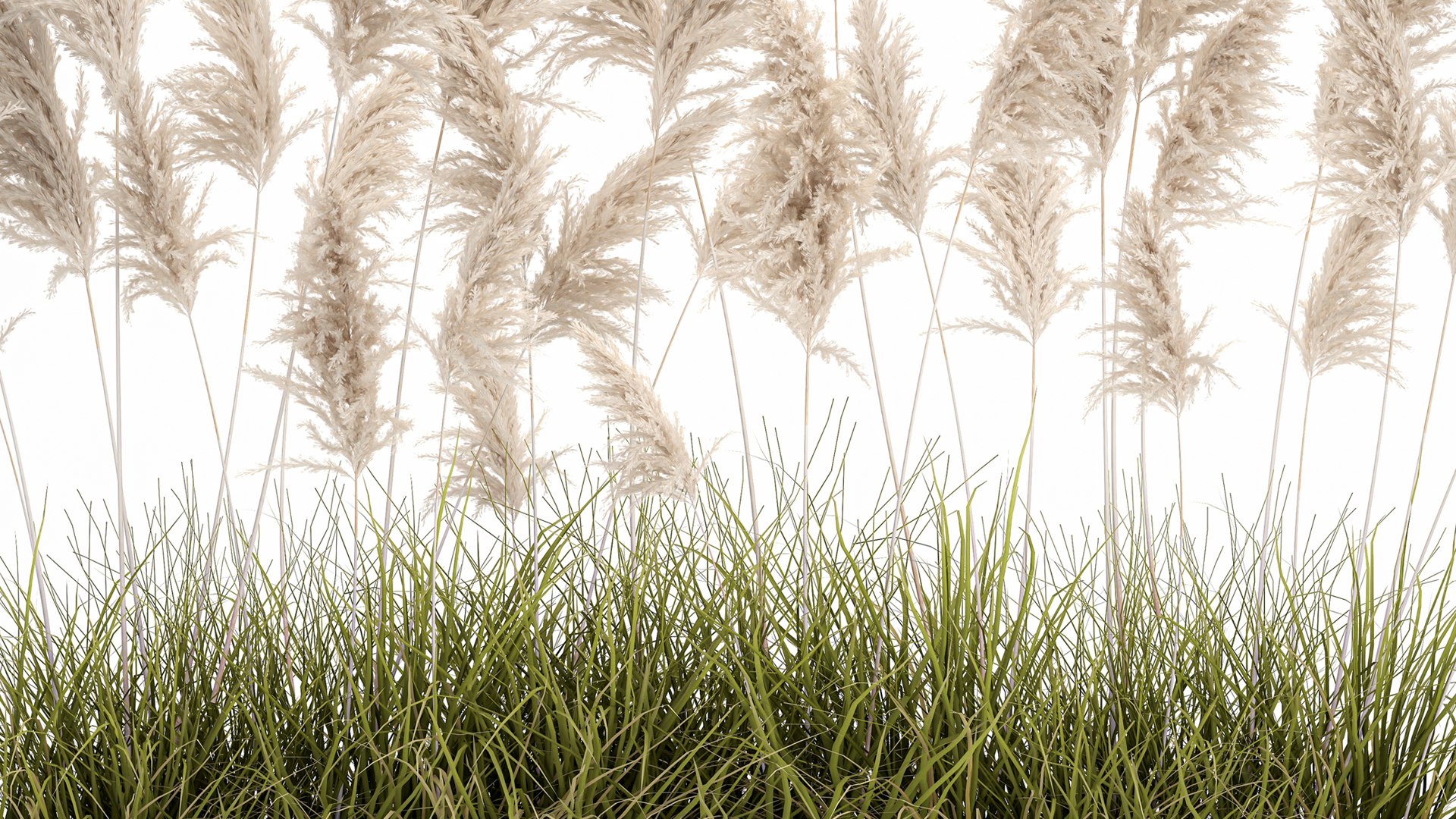 3D Pampas grass for landscaping 1070 model https://p.turbosquid.com/ts-thumb/X0/l2STot/kc/1pampasgrass1511202105/jpg/1637072643/1920x1080/fit_q87/0237e27c1d0049e58c245b500854bed8e9d99dc4/1pampasgrass1511202105.jpg
