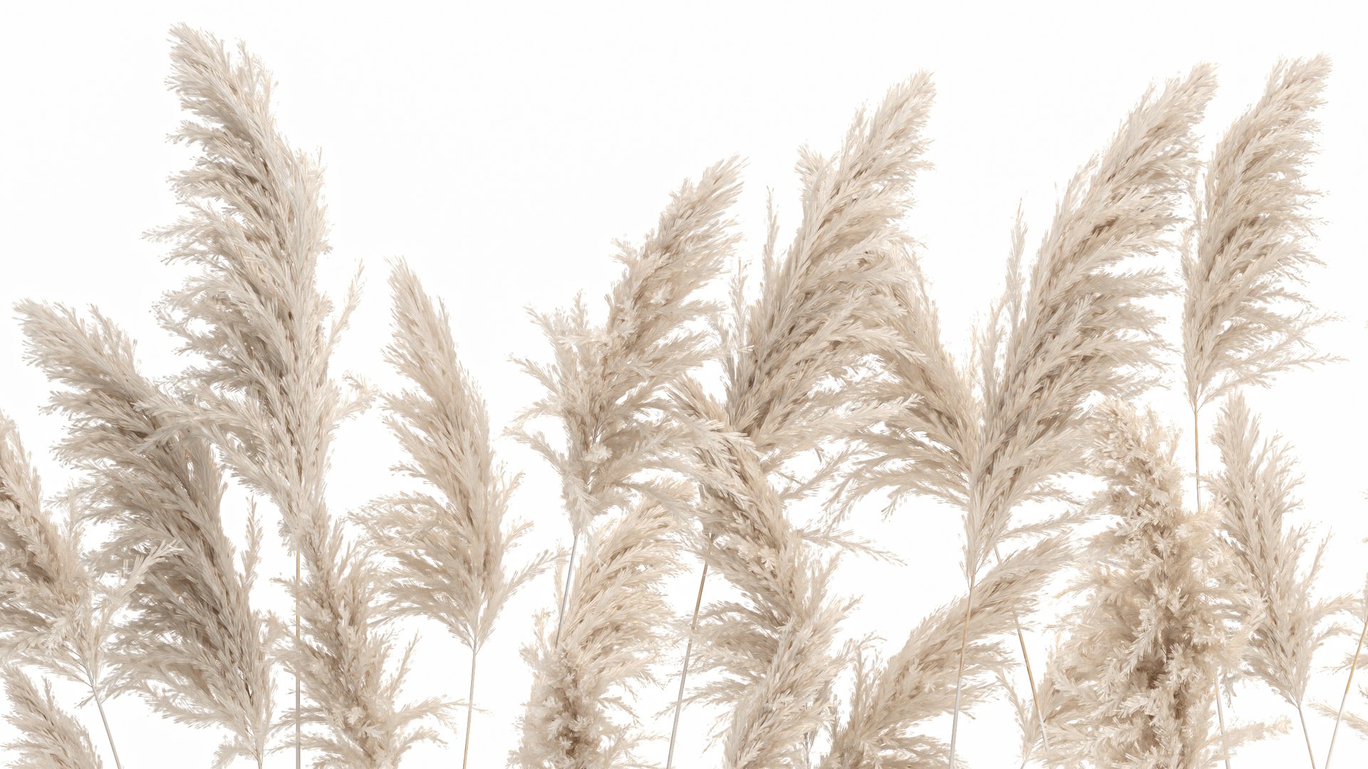 3D Pampas grass for landscaping 1070 model https://p.turbosquid.com/ts-thumb/X0/l2STot/pr/1pampasgrass1511202107/jpg/1637072641/1920x1080/fit_q87/2abbd6773c569980c278a6fac7ed4236a2162e2e/1pampasgrass1511202107.jpg