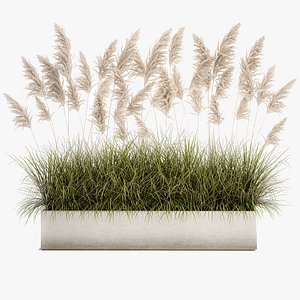 3D Pampas grass for landscaping 1070 model