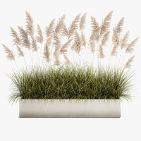 Pampas grass for landscaping 1070