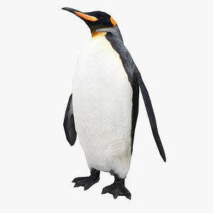 King Penguin Low poly - Animated