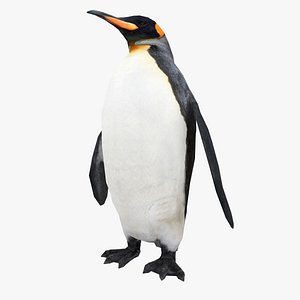 King Penguin Low poly - Animated