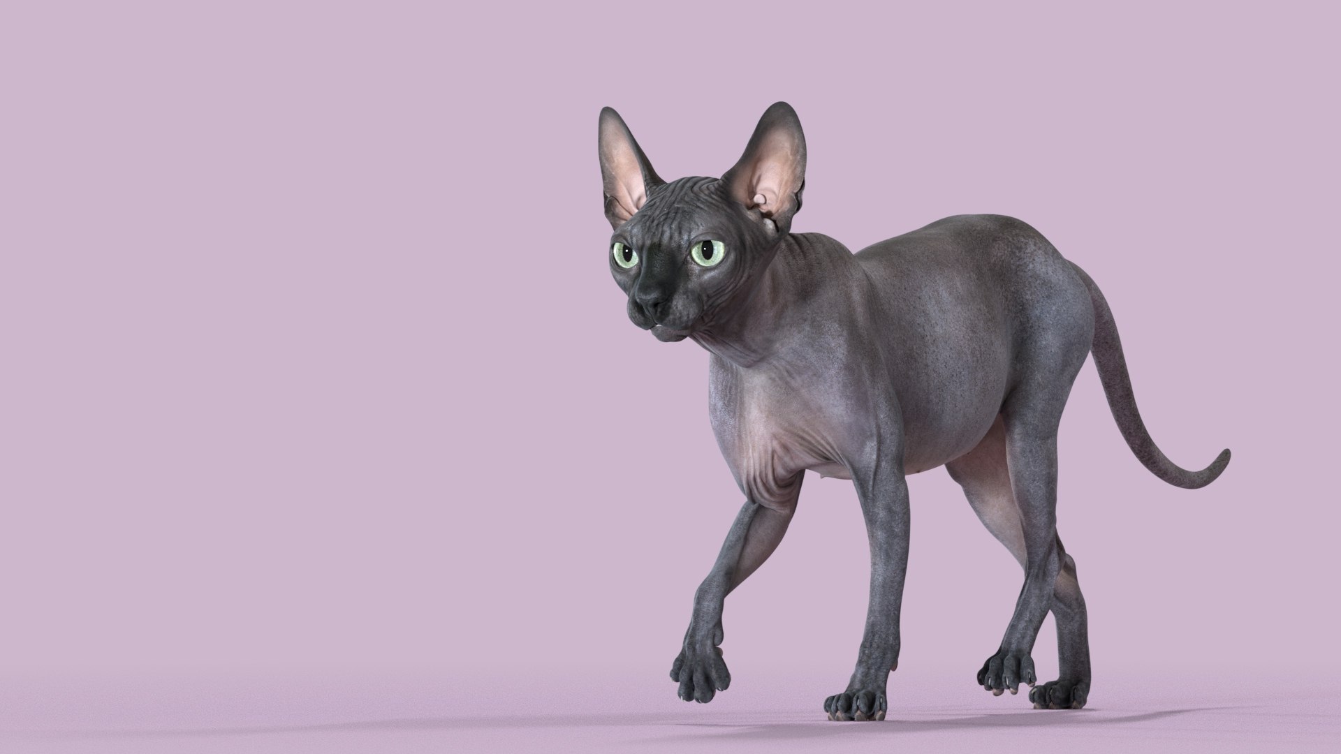 斯芬克斯猫黑色动画3d模型