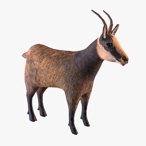 goat antelope 3D model