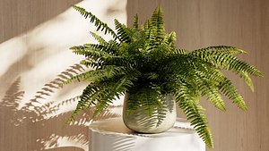 Boston Fern 01 3D model