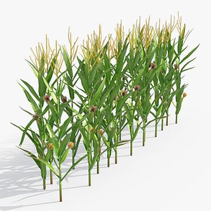 Corn Plant Row Segment 3D model