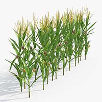 Corn Plant Row Segment
