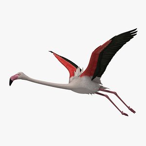 phoenicopterus roseus greater flamingo obj