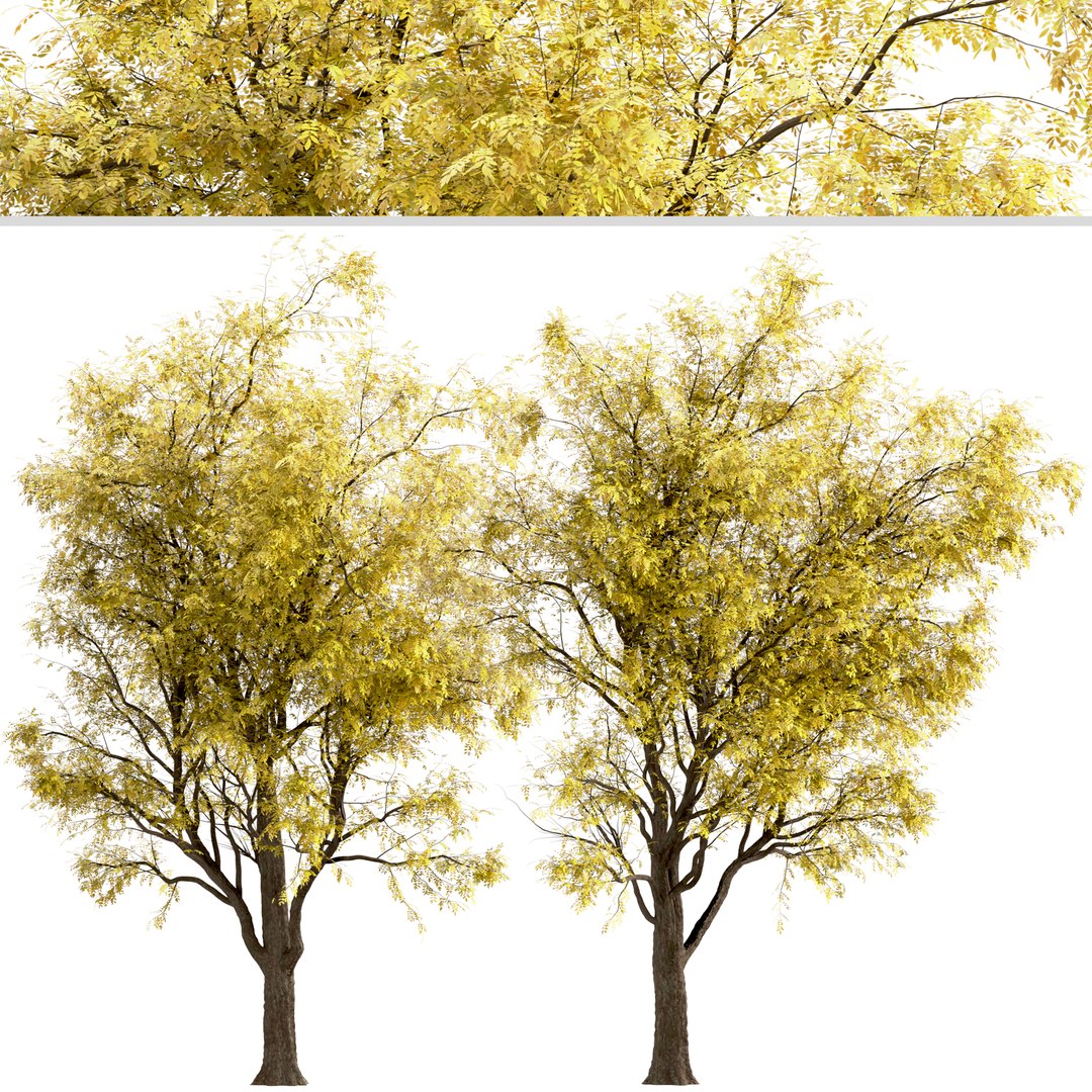 3D Set of Robinia Pseudoacacia Frisia or Frisia Black Locust Tree - 2 Trees https://p.turbosquid.com/ts-thumb/X1/cJP34S/PA/robiniafrisia1/jpg/1670404323/1920x1080/fit_q87/a87c9d37548f040b5c59fe84095c90bfd282ea24/robiniafrisia1.jpg