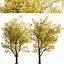 Conjunto de Robinia Pseudoacacia Frisia ou Frisia Black Locust Tree - 2 Árvores