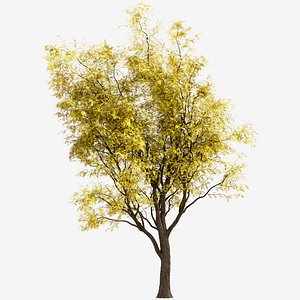 3D Set of Robinia Pseudoacacia Frisia or Frisia Black Locust Tree - 2 Trees