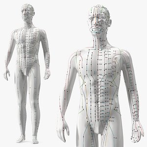 Male Acupuncture Mannequin model