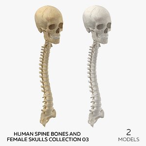 Human Spine Bones and Female Skulls Collection 03 - 2 models 3D model