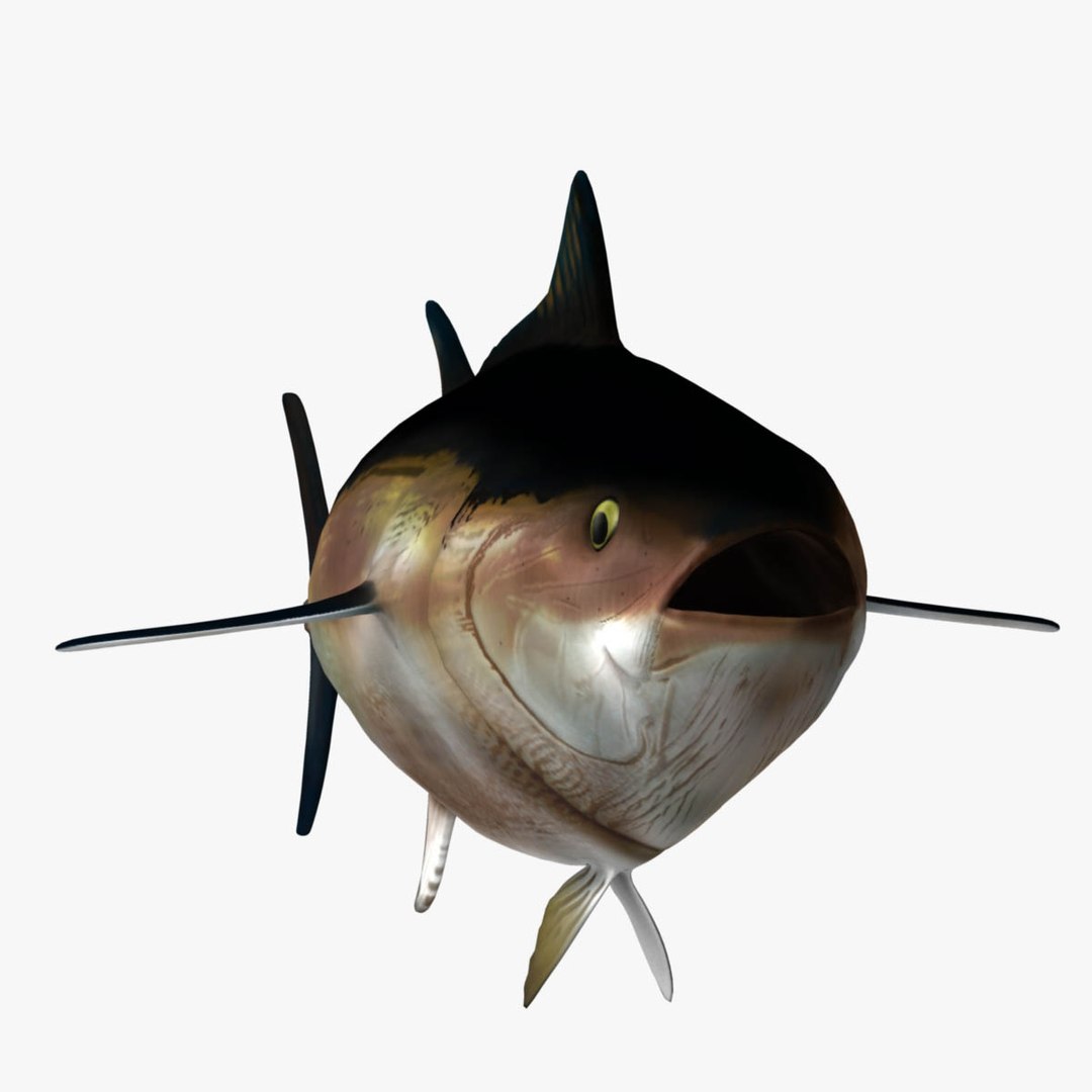 giant bluefin tuna 3d obj https://p.turbosquid.com/ts-thumb/X1/gct6ub/Rac1uVlX/14/jpg/1346699266/1920x1080/fit_q87/1d0bbe56b31cfdbeb0b89da1629ad15f9e6692d6/14.jpg