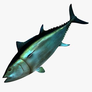 giant bluefin tuna 3d obj