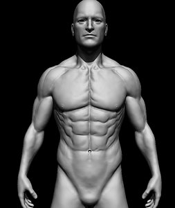 Male torso