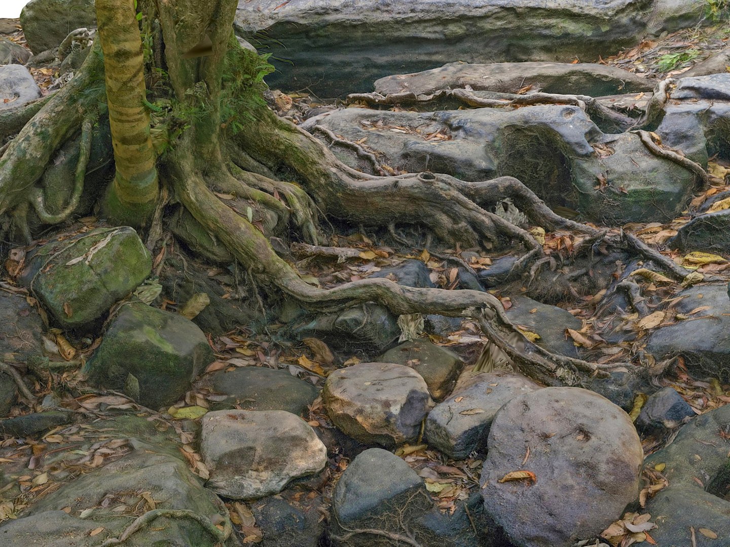3D Jungle Rock Ground Model - TurboSquid 2278986
