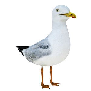 3D sea gull