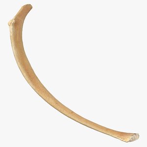 3D Kangaroo Red Necked Wallaby Rib T11 model