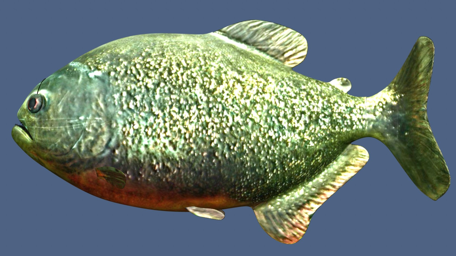 Piranha Fish 3D Model - TurboSquid 2194603