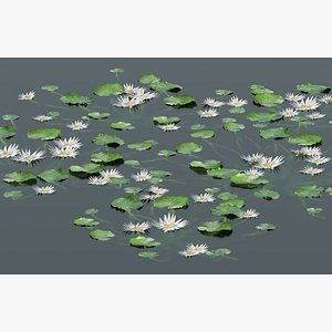 Water lilies