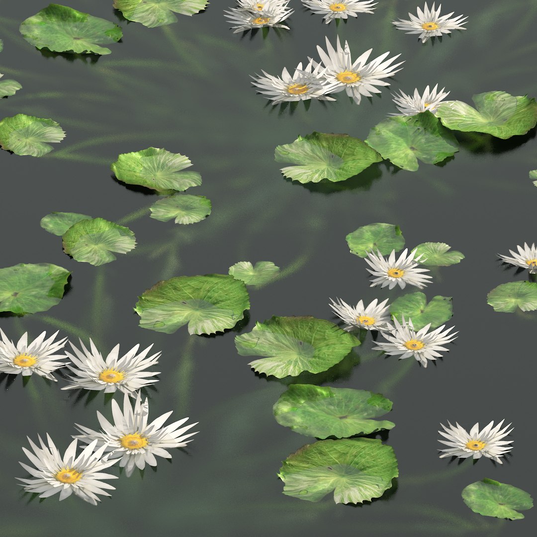 3D Water lilies https://p.turbosquid.com/ts-thumb/X2/JGMPEo/jF/04pp/jpg/1671492605/1920x1080/fit_q87/869b4e3d3e114bf4d24bcc8ce8ff01dcbf84cdbc/04pp.jpg