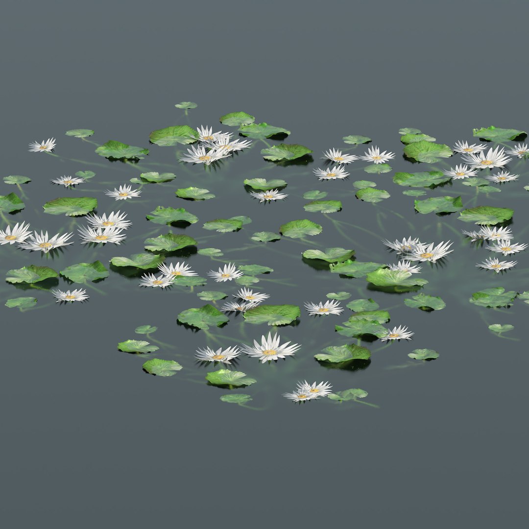 3D Water lilies https://p.turbosquid.com/ts-thumb/X2/JGMPEo/vb/01ppcopy/jpg/1671493555/1920x1080/fit_q87/5870a9dbd227586d5e1151ba50e3f5a4f3517f2d/01ppcopy.jpg