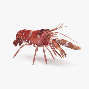 3D model pistol shrimp