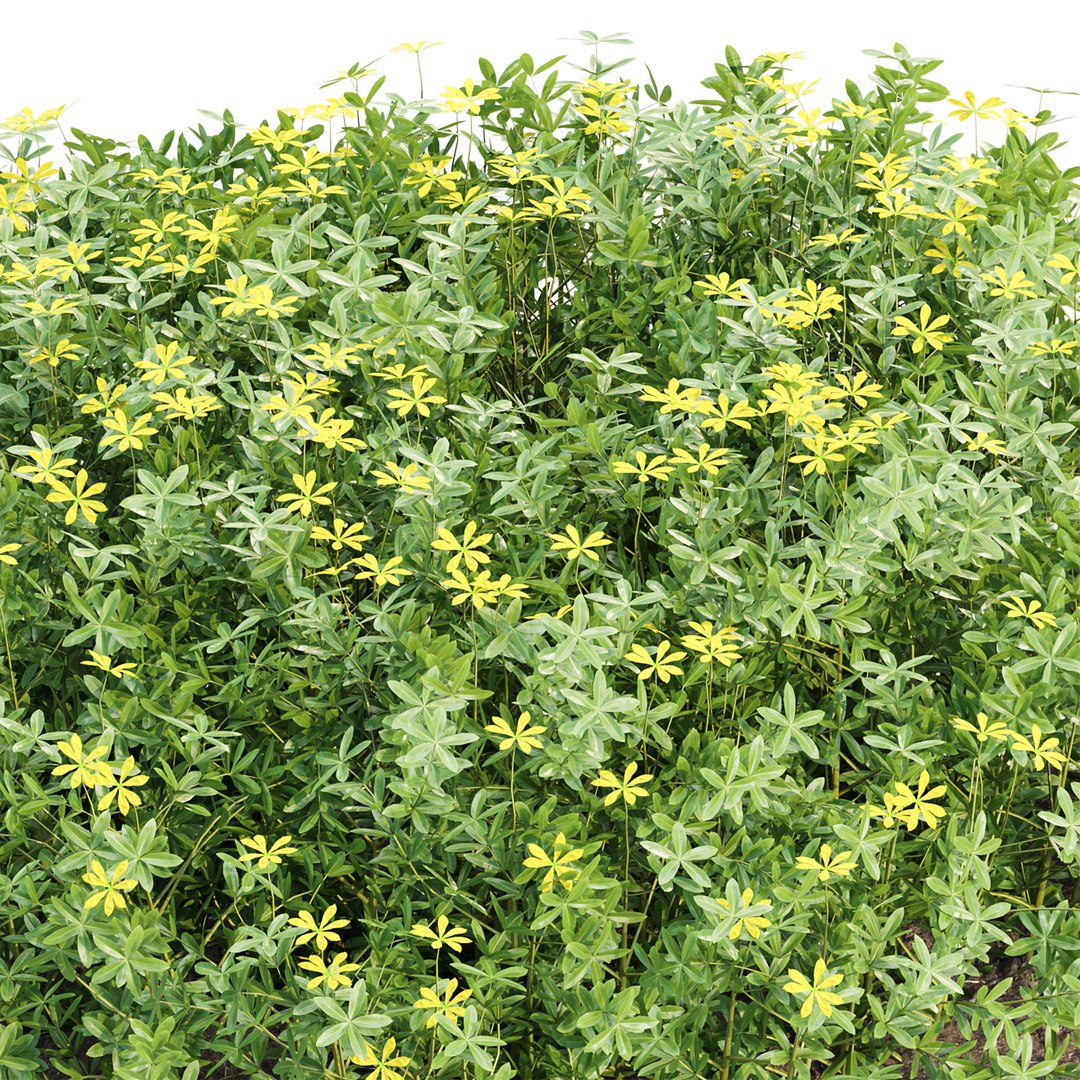 3D Premium Indoor &amp; Outdoor Plant Collection Bundle 100 https://p.turbosquid.com/ts-thumb/X2/R6iYn3/2d/17/jpg/1785254819/1920x1080/fit_q87/0dcc6773879f4d8538e4c9804bd7ee48517998fa/17.jpg
