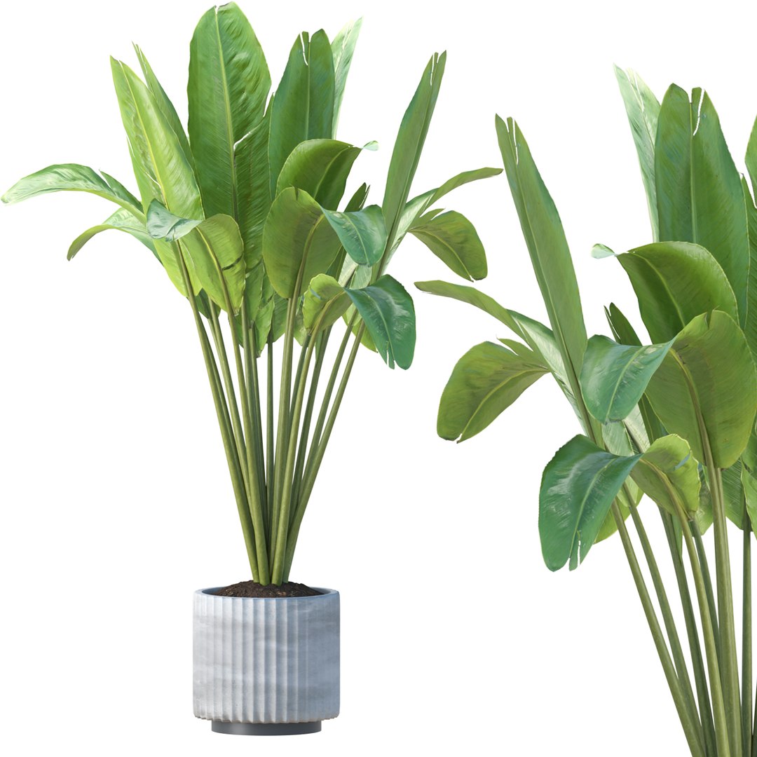3D Premium Indoor &amp; Outdoor Plant Collection Bundle 100 https://p.turbosquid.com/ts-thumb/X2/R6iYn3/BW/02/jpg/1785254811/1920x1080/fit_q87/81eedc837704163dd91387b09691c82f66f96da5/02.jpg