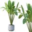 プレミアム屋内・屋外植物コレクションバンドル100