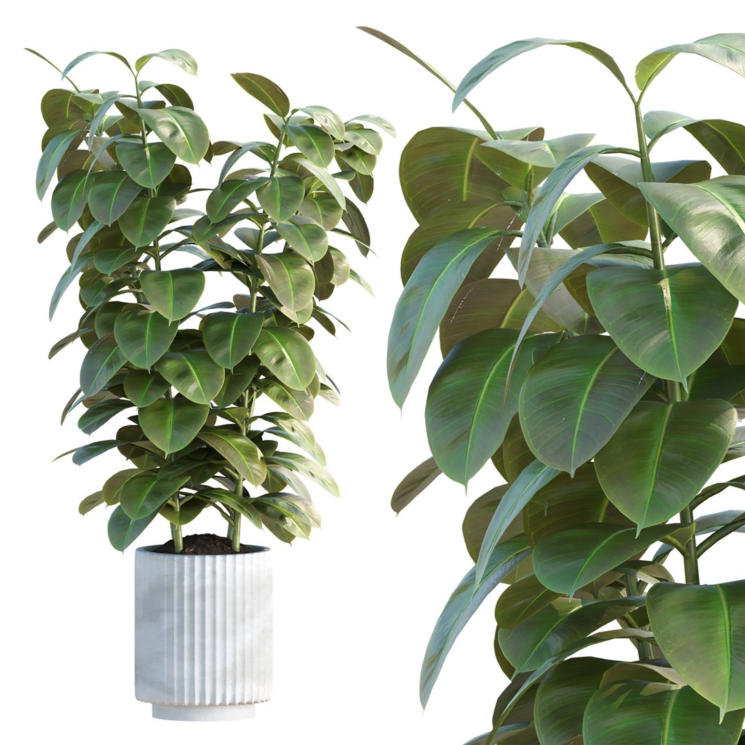 3D Premium Indoor &amp; Outdoor Plant Collection Bundle 100 https://p.turbosquid.com/ts-thumb/X2/R6iYn3/L3/01/jpg/1785254810/1920x1080/fit_q87/6eec568cd387376bb732f944ea62160dd5d2d797/01.jpg