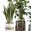 プレミアム屋内・屋外植物コレクションバンドル100