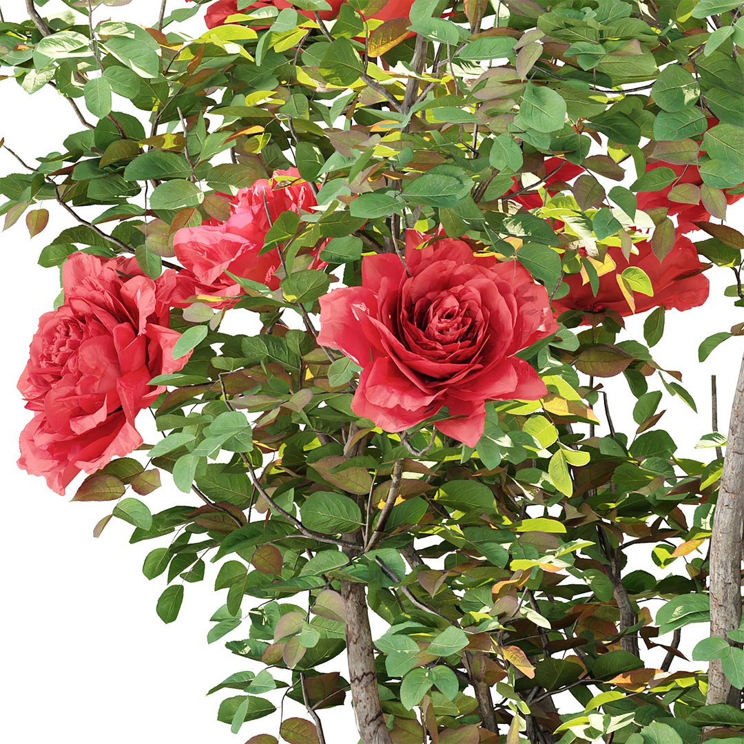 3D Premium Indoor &amp; Outdoor Plant Collection Bundle 100 https://p.turbosquid.com/ts-thumb/X2/R6iYn3/d7/29/jpg/1785257241/1920x1080/fit_q87/051794f4a559cada9e26fdcccc6a2271b0beceb6/29.jpg