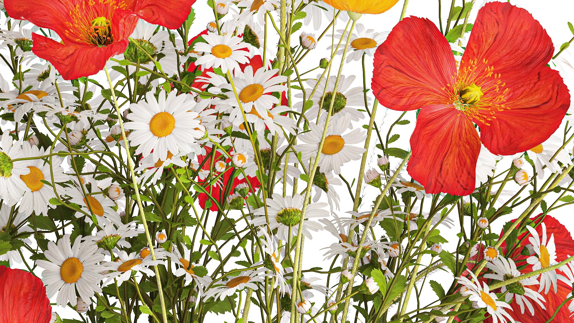 Bouquet Of Wild Flowers Poppy Chamomile Daisies 422 Model - TurboSquid ...