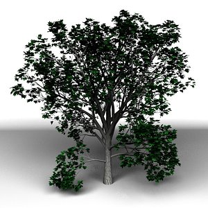 tree modo 3d x