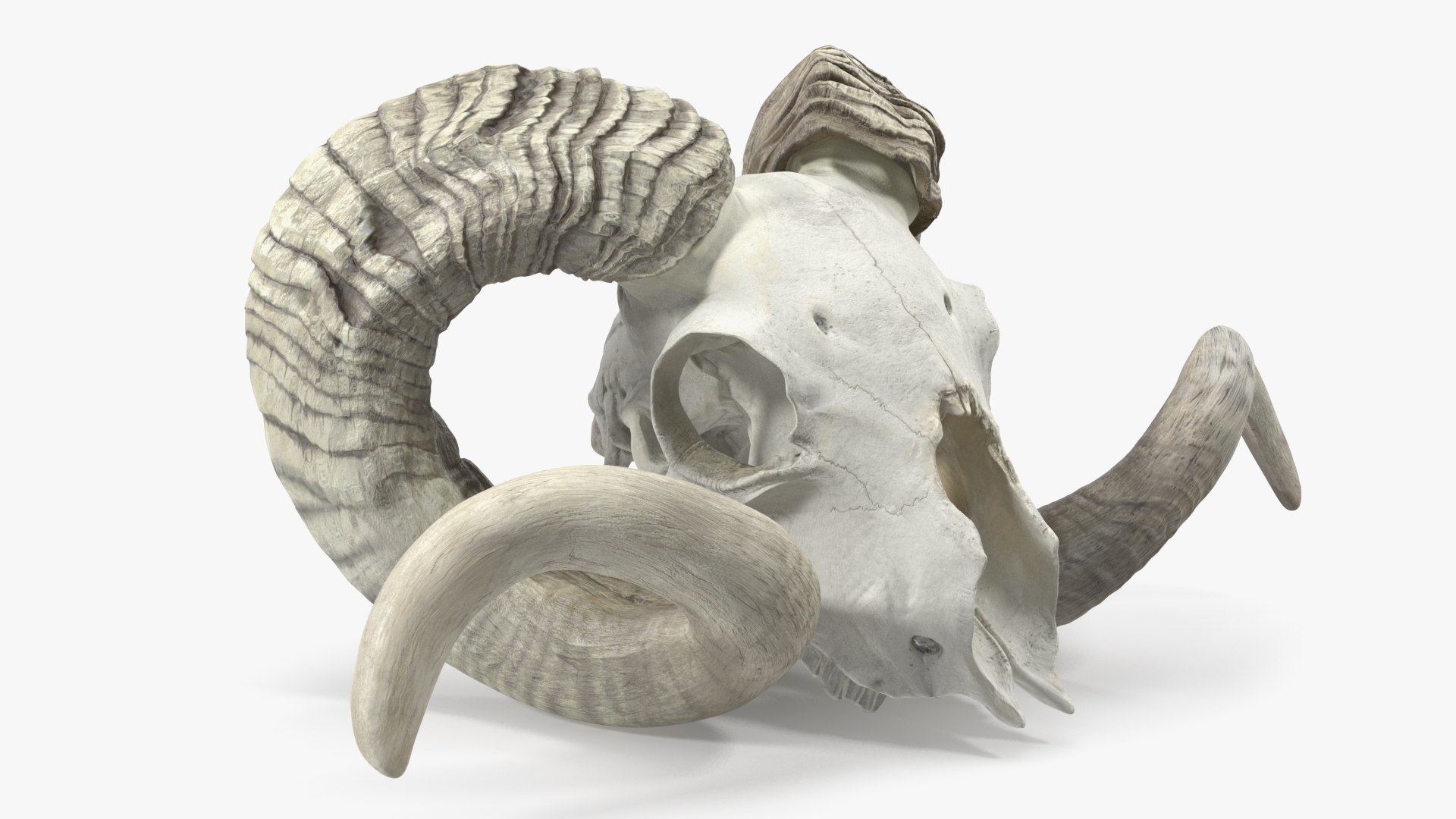 bighorn ram skull