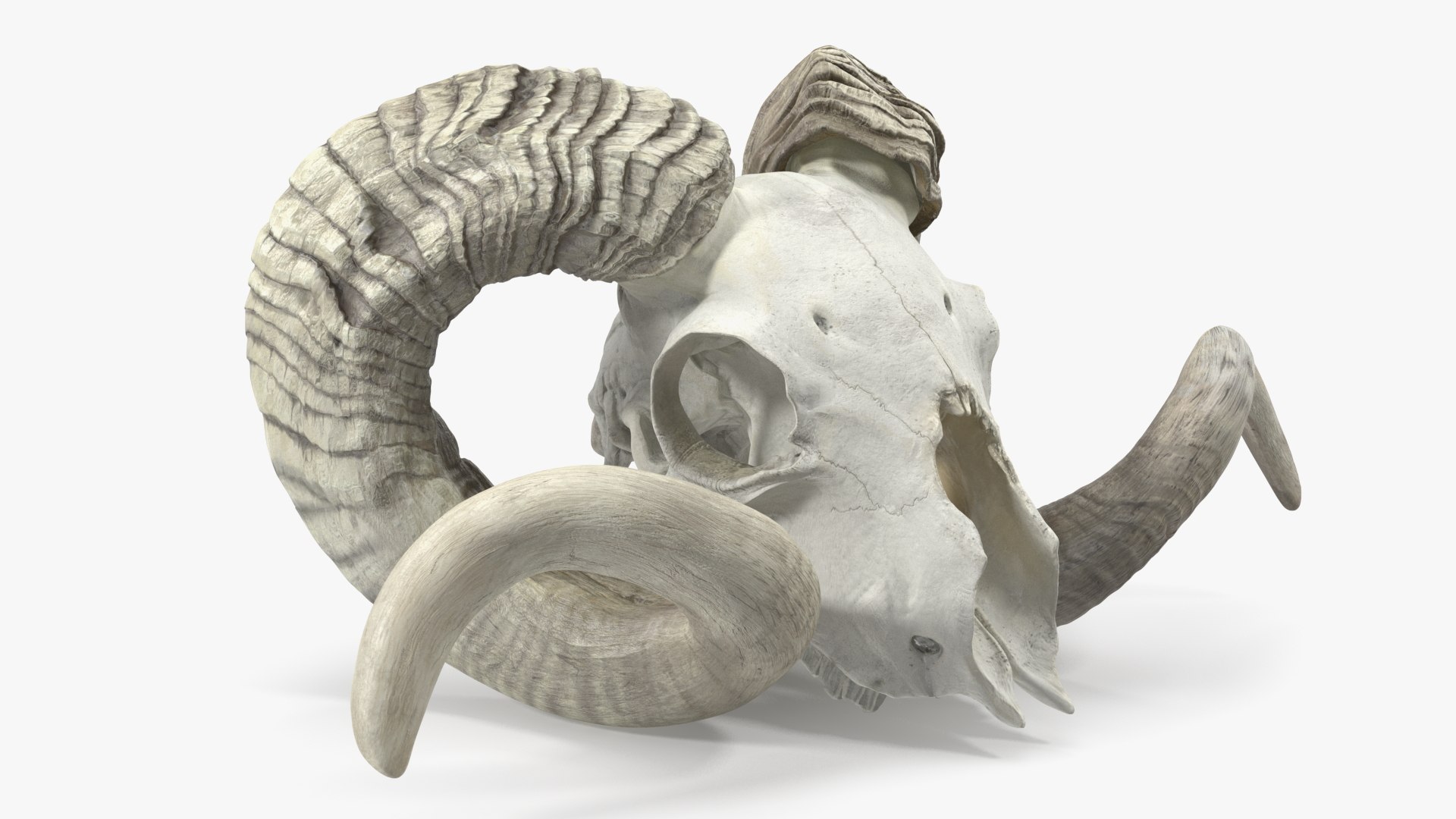 3D Skulls Collection 7 https://p.turbosquid.com/ts-thumb/X3/4OzAU6/zL/oldbighornramskullc4dmodel001/jpg/1663071377/1920x1080/fit_q87/c82ce579ed17ef902cf2075a5489bb5da317401e/oldbighornramskullc4dmodel001.jpg