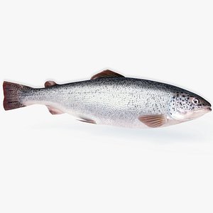 Salmon Animated
